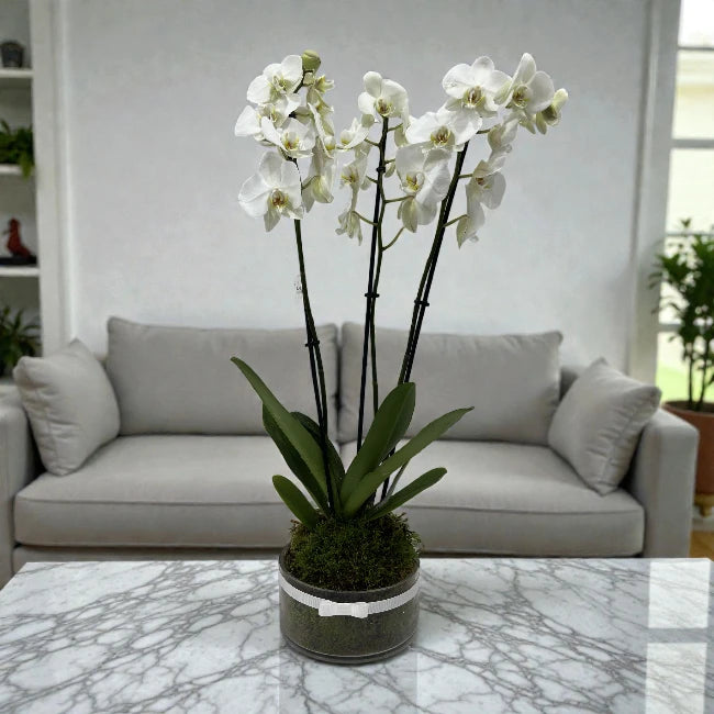 3 Orchid Plants