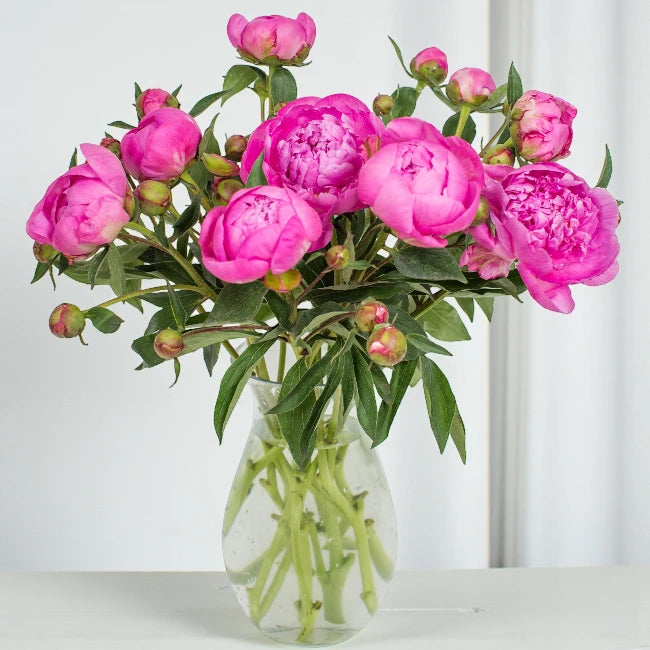 Blushing Peony Vase