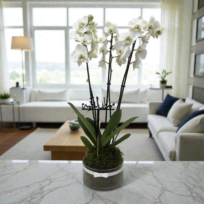 Congratulatins Orchid Plant