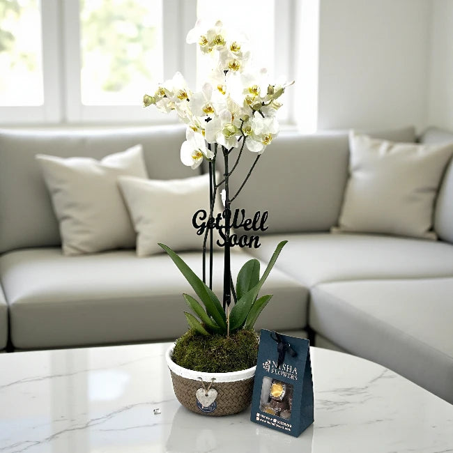 Fresh Start Plant Duo