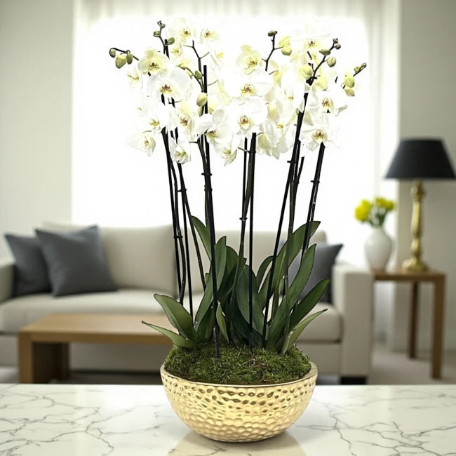 Grand Orchid Plants Gift