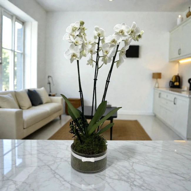 Happy New Year Orchids