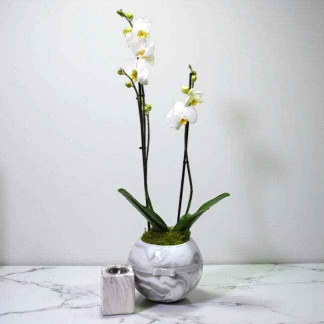 lucky bamboo flowering Lucky Bamboo – Flower Shop Kuwait