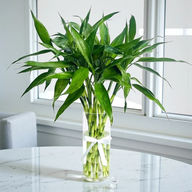 Lucky Bamboo Plants