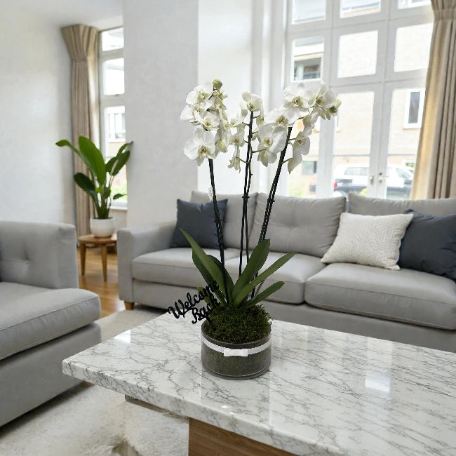 Welcome Back Orchid Plant